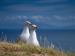 英国留学硕士前期申请费用贵吗?