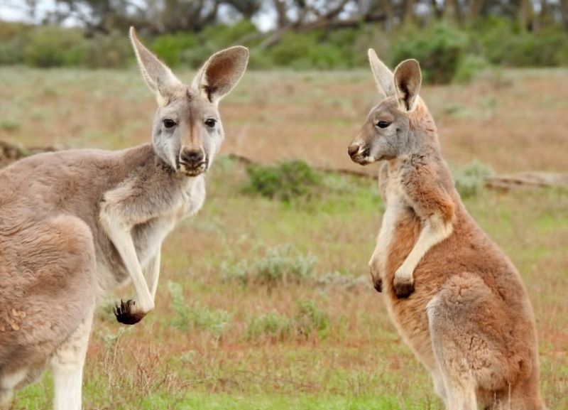 去澳大利亚留学一年制硕士和两年制硕士有什么区别 去澳大利亚留学一年制硕士和两年制硕士有什么区别