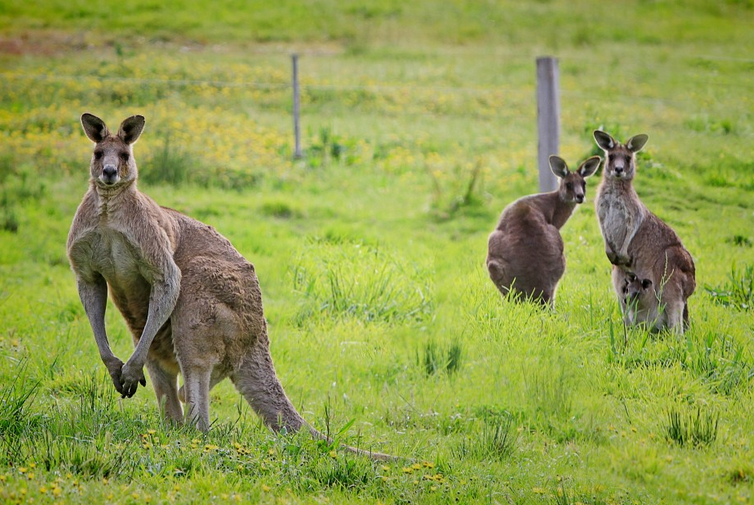 澳大利亚读研知名院校申请条件及优势专业介绍 澳大利亚读研知名院校申请条件及优势专业介绍