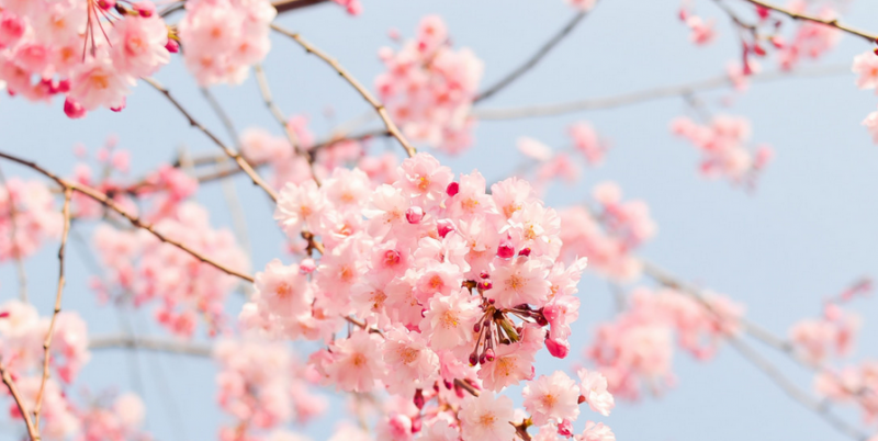 2023年日本人气大学排名&热门专业 2023年日本人气大学排名&热门专业