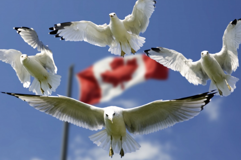 加拿大约克大学专业设置（优势专业介绍）