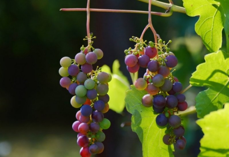 法国有哪些院校葡萄酒商务专业好 法国有哪些院校葡萄酒商务专业好