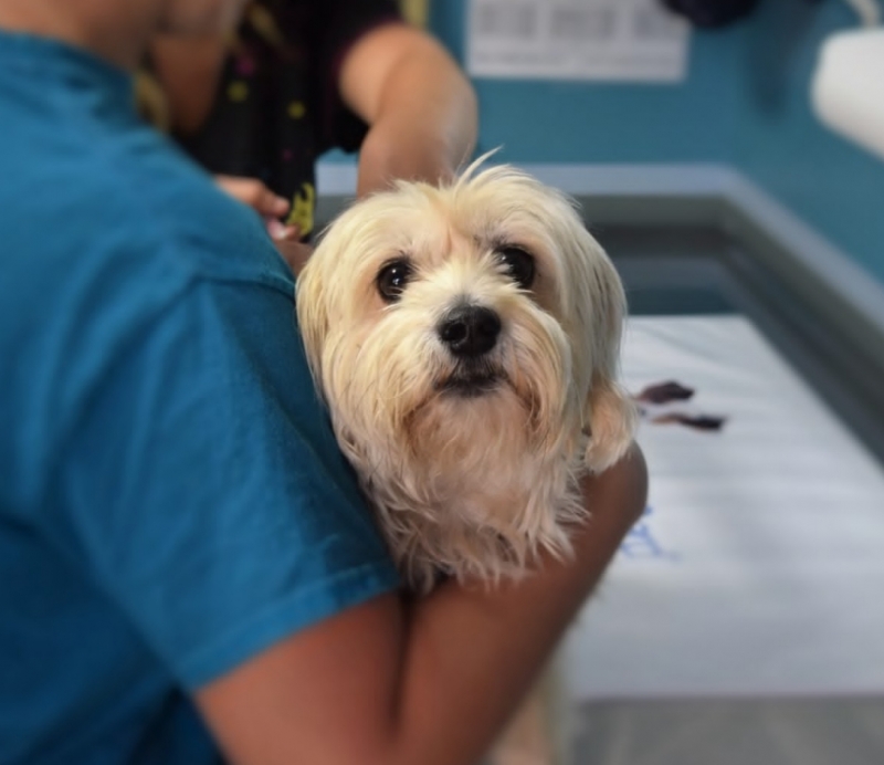 2023年QS全球专业排名第5位!乌特勒支大学兽医学专业介绍 2023年QS全球专业排名第5位!乌特勒支大学兽医学专业介绍