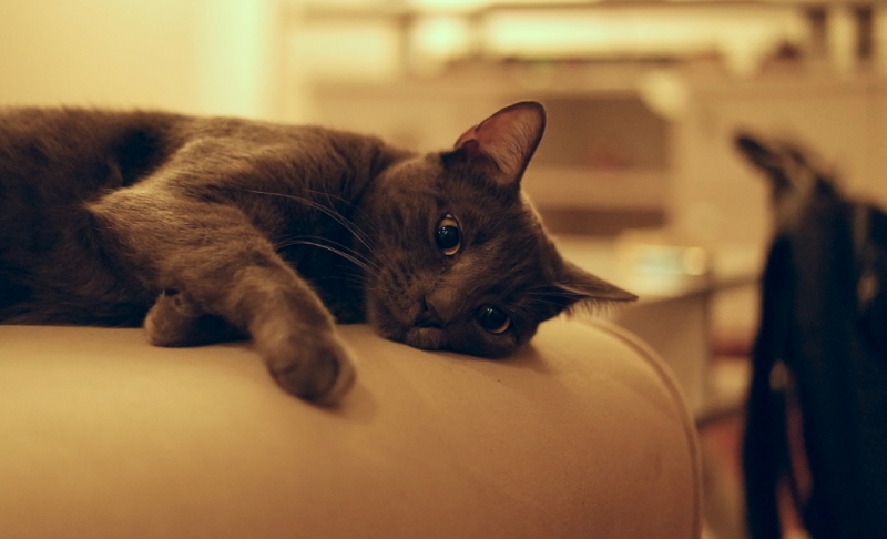 2023年QS兽医科学专业世界排名公布!俄亥俄州立大学兽医专业解析 2023年QS兽医科学专业世界排名公布!俄亥俄州立大学兽医专业解析