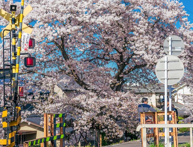 日本人入境签证规定(最新日本入境签证政策)