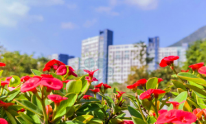 香港留学申请：雅思差1分 GpA比学校要求低0.1分是一种什么体验？