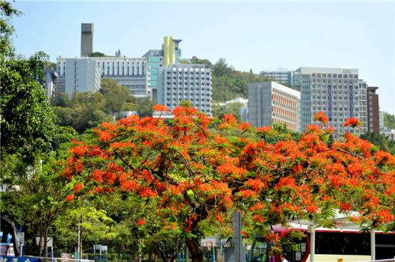 香港哪所大学开设了计算机相关专业? 香港哪所大学开设了计算机相关专业?