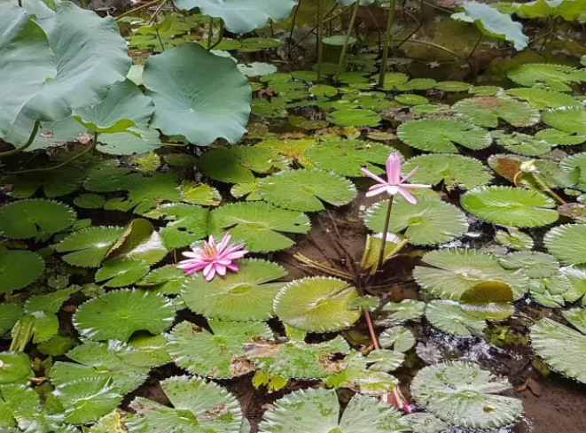 香港大学图片校园美景有哪些（香港大学毕业珍藏版美图）