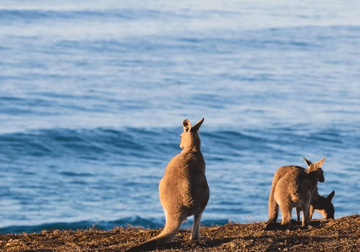 怎么样才能去澳大利亚留学,史上最全的澳洲留学详细攻略附流程(图3)
