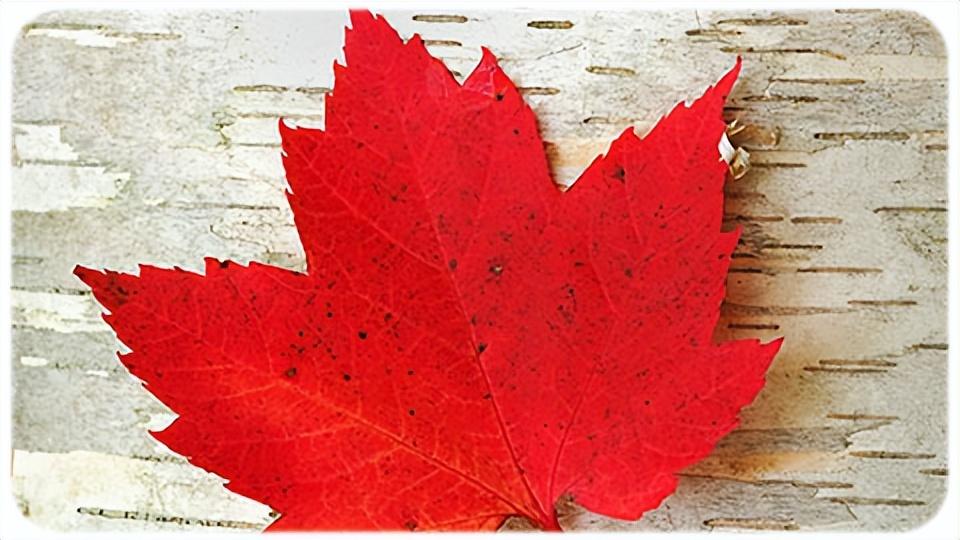 出国留学读研要提前多久准备,最新各国留学时间重要节点及规划汇总(图7)