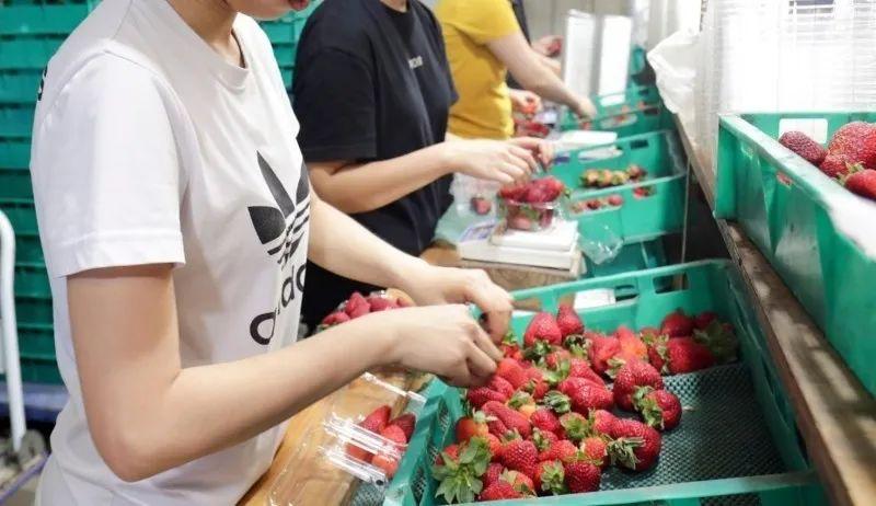 去澳大利亚打工需要什么条件,出国劳务必看的去澳洲打工方法大盘点(图4)