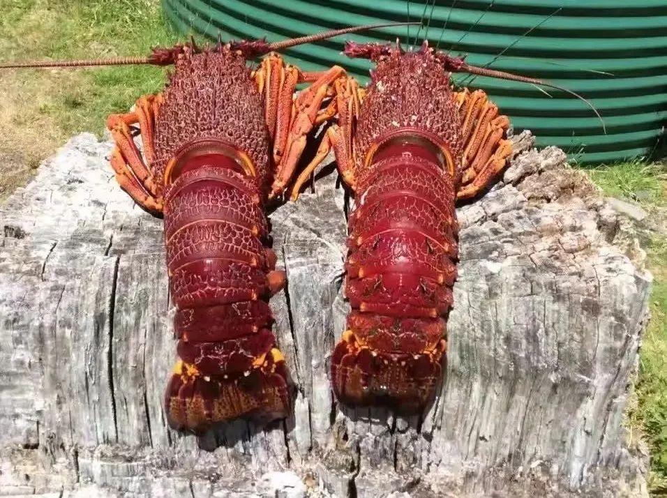 出国劳务做电工一个月多少钱,揭秘出国劳务蓝领的真实生活待遇(图6)