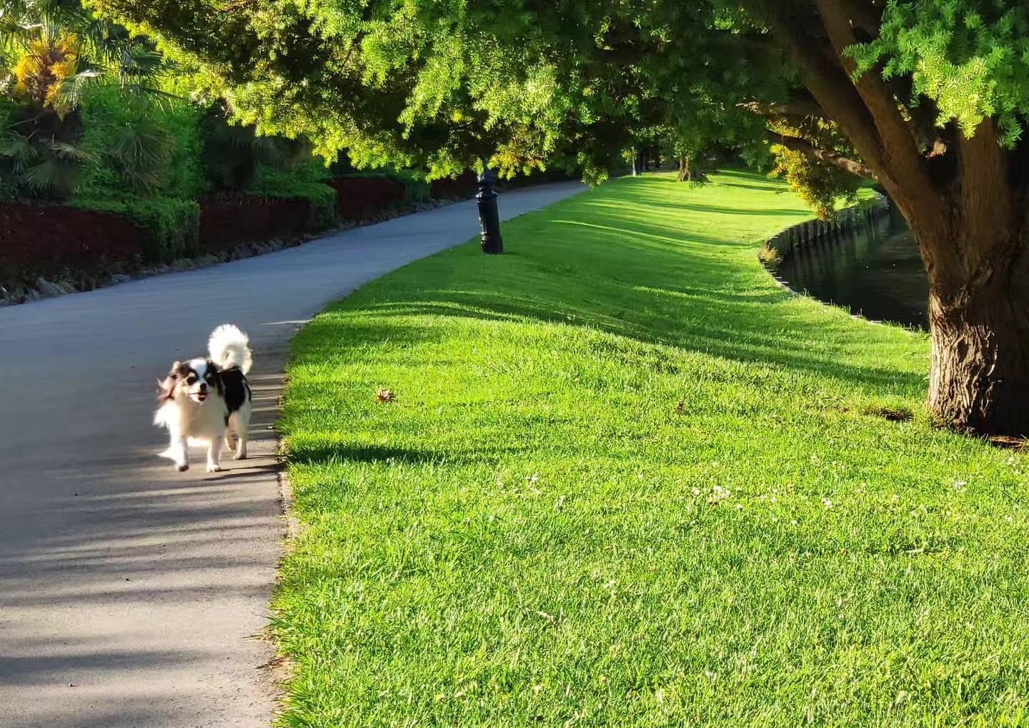 新西兰留学费用多少一年,超实用的新西兰留学一年各项费用分析(图1)