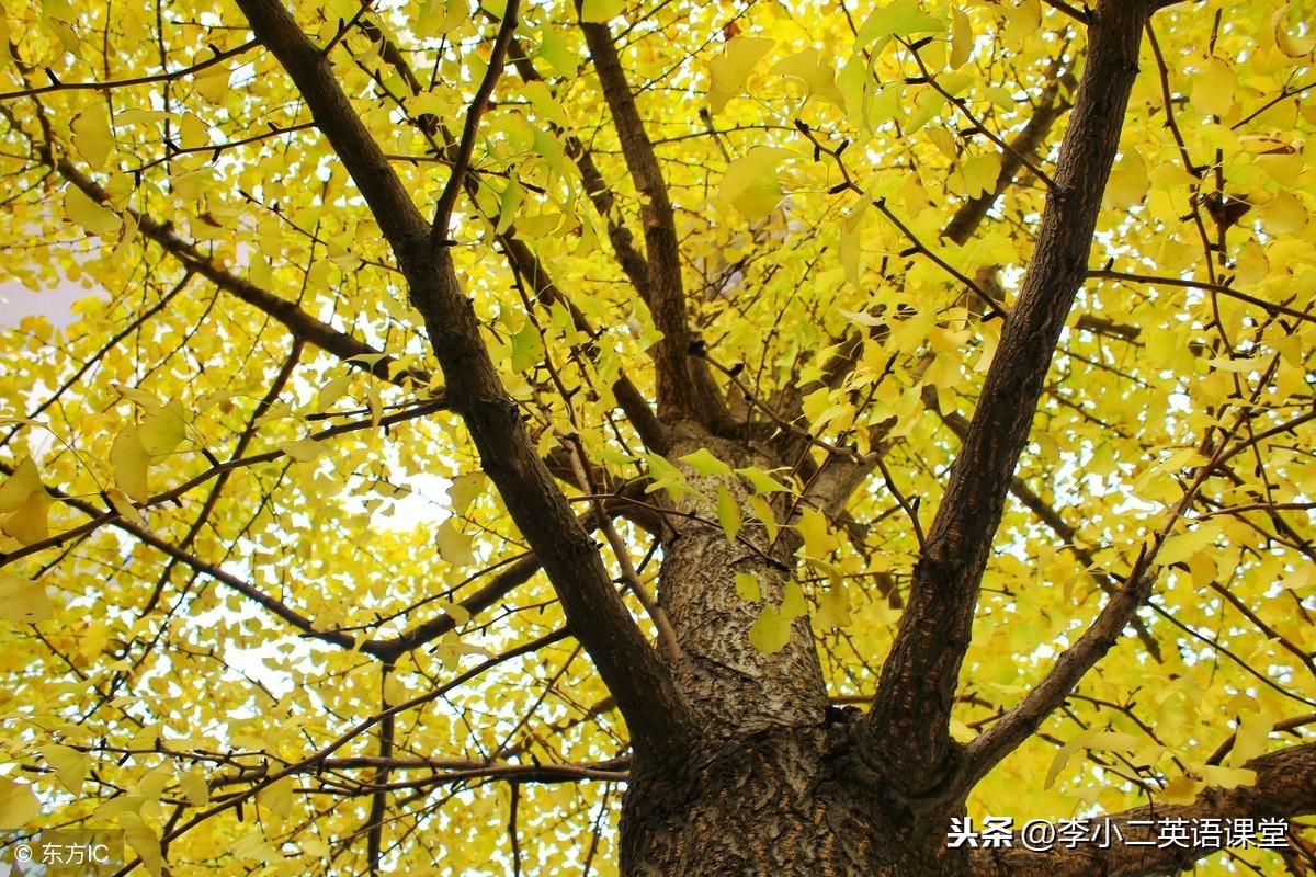 出国常用英语对白怎么说,超实用的出国旅游常用英语口语对话(图2)