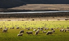 留学新西兰需要什么，干货满满！绵羊之国新西兰留学指南