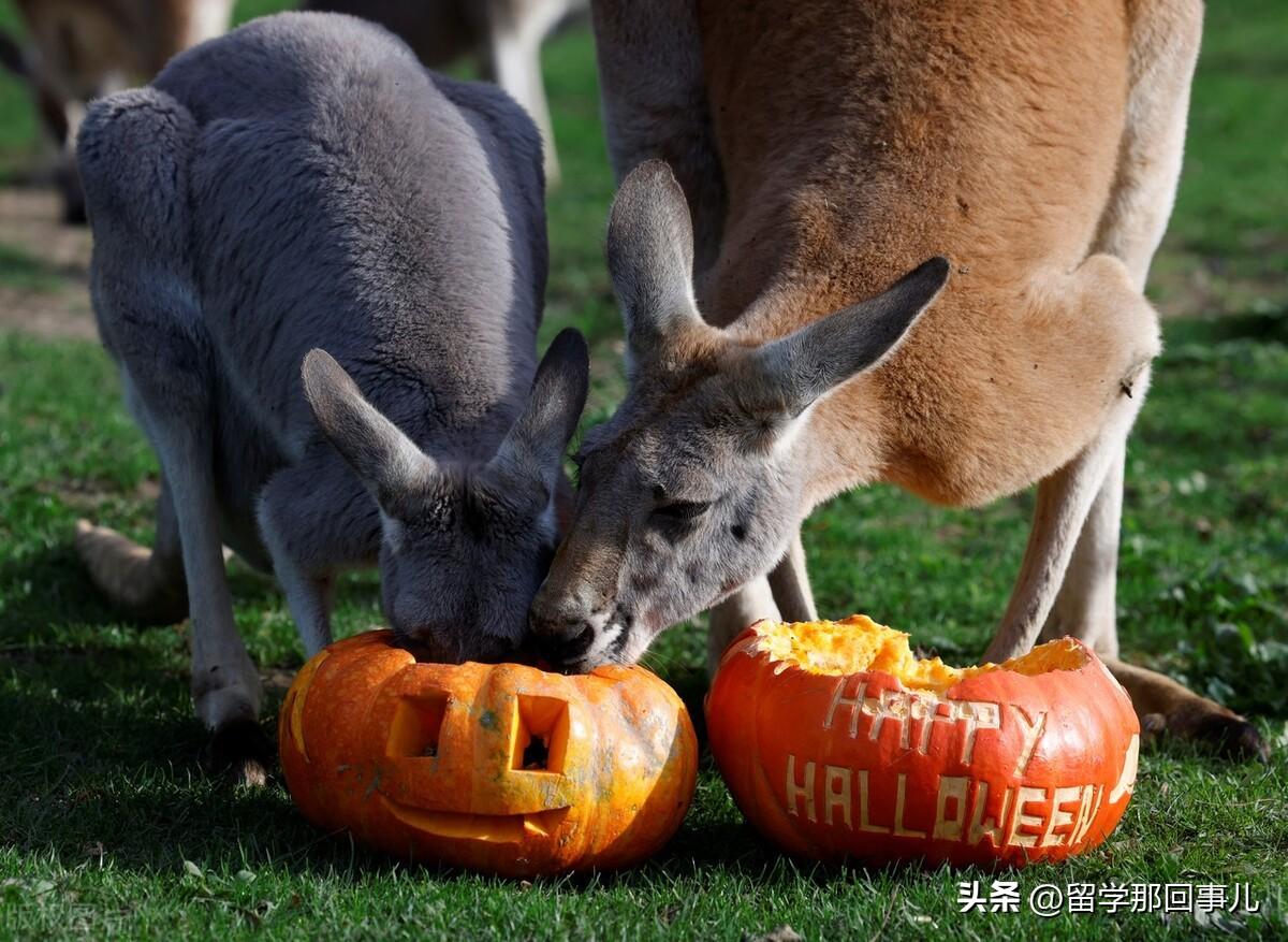 去留学哪个国家会好什么条件,盘点那些热门留学国家的优劣势(图6)