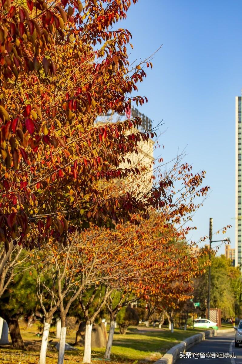 去留学哪个国家会好什么条件,盘点那些热门留学国家的优劣势(图1)