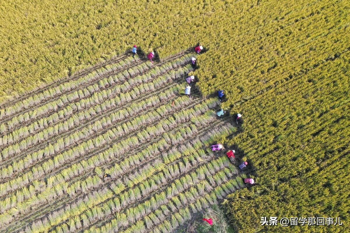 去留学哪个国家会好什么条件,盘点那些热门留学国家的优劣势(图3)