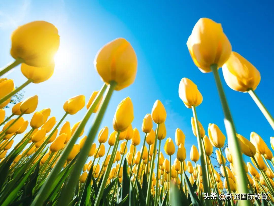 欧洲留学条件有哪些怎么样,考研后欧洲各国留学申请指南全解析(图5)