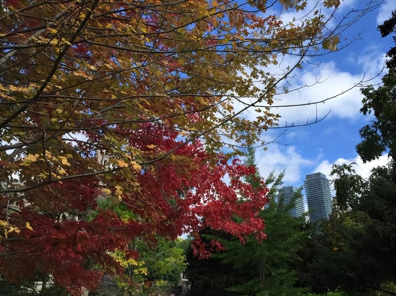 加拿大留学哪些专业容易毕业,加拿大留学就业率高的热门专业盘点(图1)