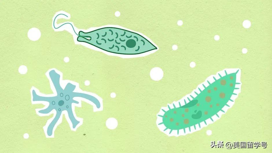 生物工程专业留学去哪儿比较好哪个国家认可吗,美国大学生物工程专业申请详细介绍(图3)