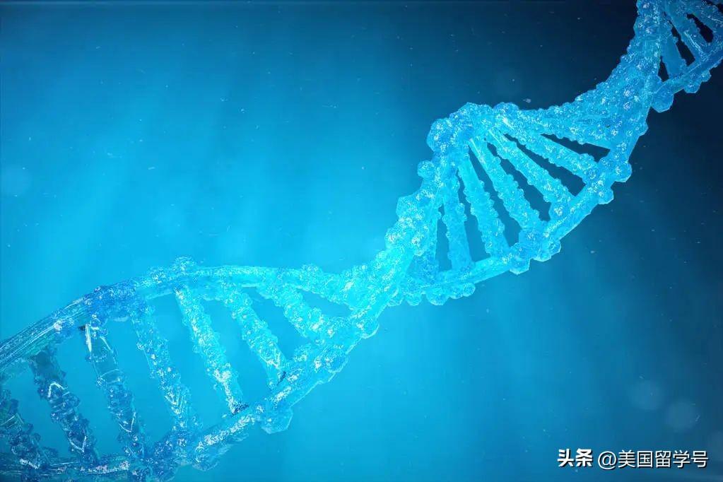 生物工程专业留学去哪儿比较好哪个国家认可吗,美国大学生物工程专业申请详细介绍(图5)