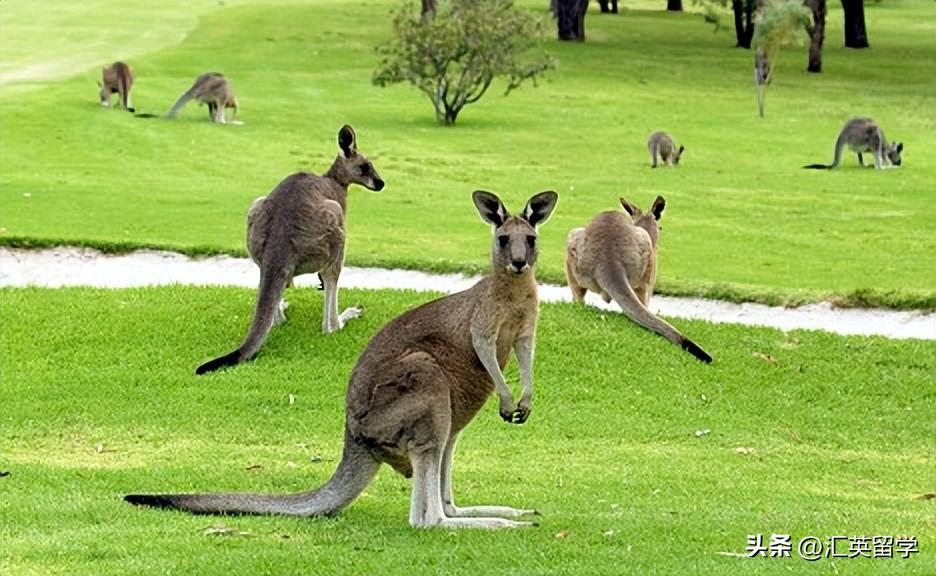 可以留学的大专有哪些国家选什么专业,专科也能留学这些地区都能去(图3)