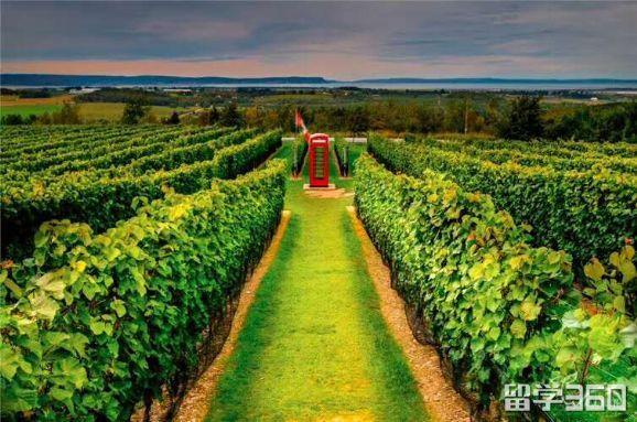 加拿大留学生归国证明怎么开怎么办理,加拿大留学毕业生办理回国人员证明全攻略(图2)