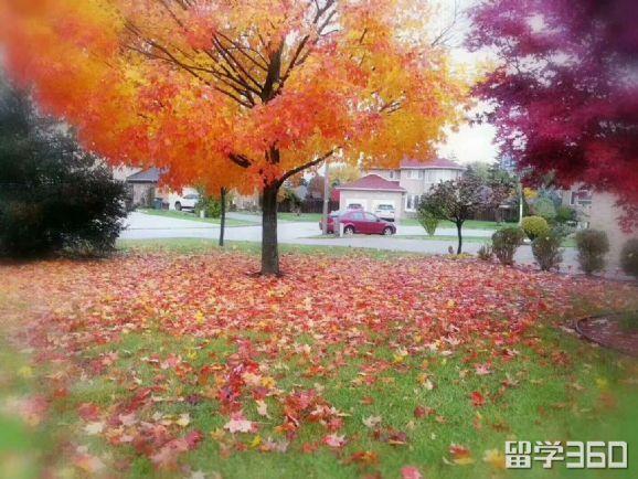 加拿大留学生归国证明怎么开怎么办理,加拿大留学毕业生办理回国人员证明全攻略(图3)