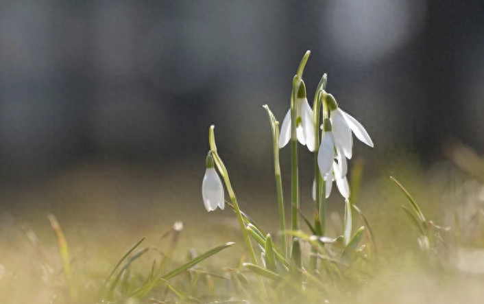 国外留学文凭认证怎么办理,国外学历学位认证办理指南(图1)