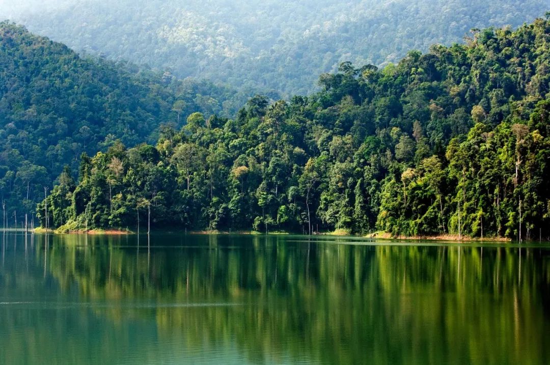 大学留学去哪个国家好,选择留学国家你需要知道这几点(图1) 一半国土被森林覆盖,马来西亚有什么林业经营之道-国际环保在线