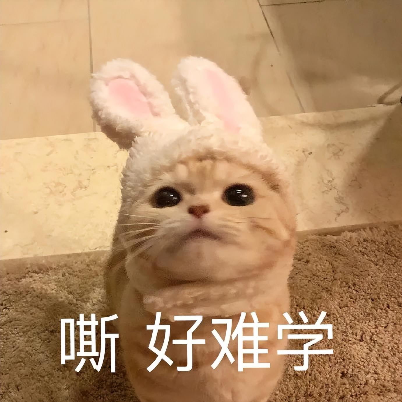 出国留学雅思多少分合格,优秀的海外留学院校基本语言要求分享(图2)