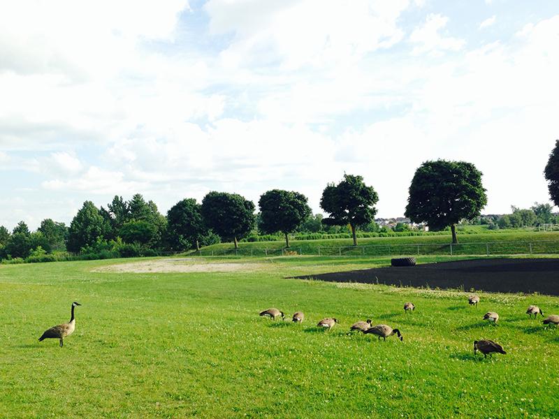 加拿大留学体检抽血项目有哪些,加拿大留学必做的体检项目一览(图1)