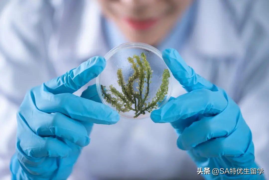 申请生物专业留学要准备什么证书,生物专业留学申请必备的顶流竞赛证书一览(图5)