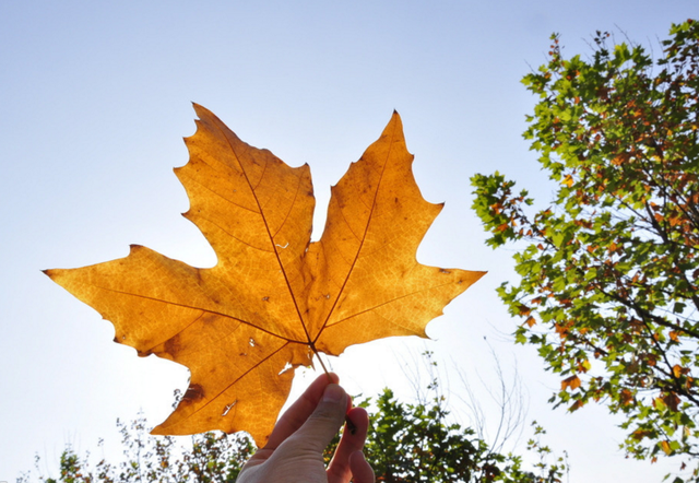 加拿大留学学习计划怎么制定,加拿大留学学习计划书编写要点分享(图1) 如何写加拿大留学学习计划书?