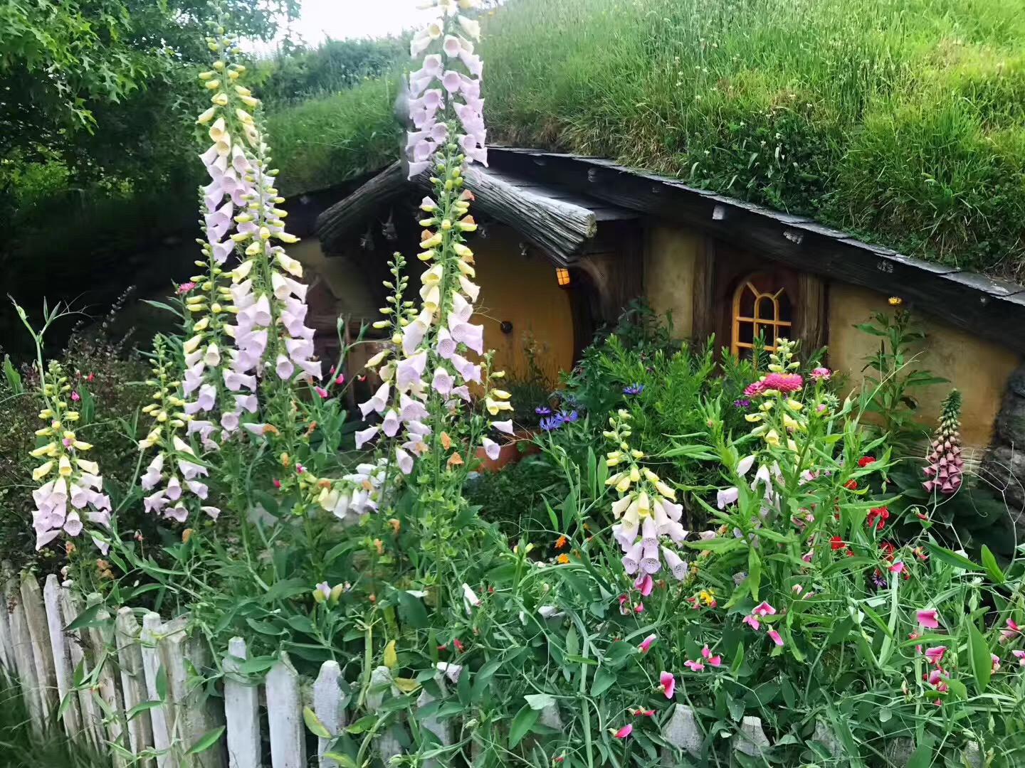 新西兰护理留学要求有哪些,新西兰留学护理的条件分享附院校推荐(图1)