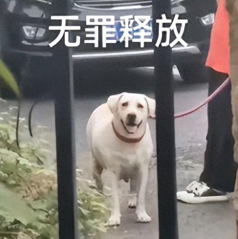 出国留学读兽医好吗,超详细的国外兽医学专业解读分享(图1)