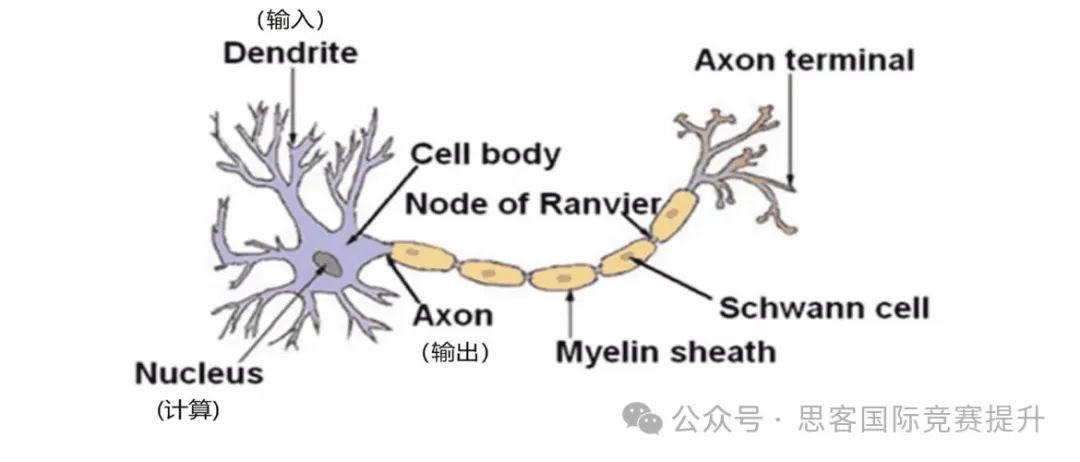 生物学小白可以参加USABO竞赛吗?USABO竞赛获奖到底“难不难”? 生物学小白可以参加USABO竞赛吗?USABO竞赛获奖到底“难不难”?