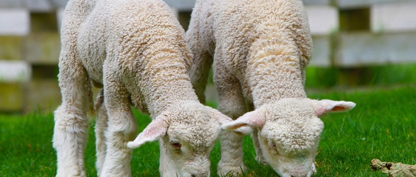 英国王室访新西兰：碰鼻礼竟如此有趣！