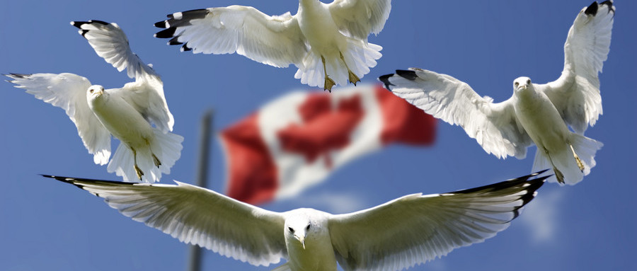 这个国家中国留学生人数排第一，不怕冷的他们图个啥？