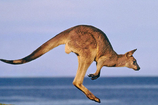 富豪为何偏爱移民澳大利亚？