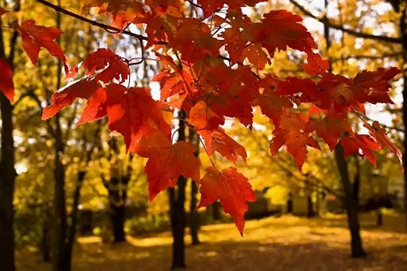 加拿大打工也能享受生活！