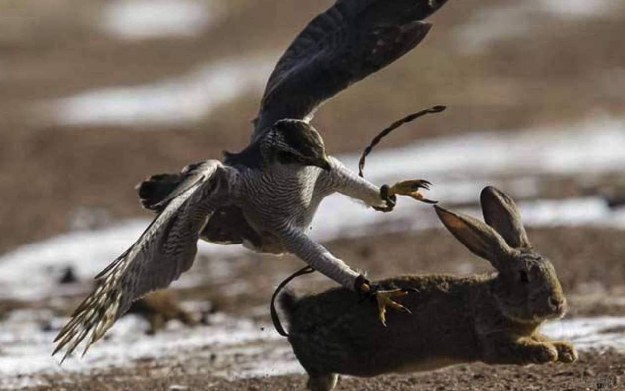 加拿大各省企业家移民申请人越来越少