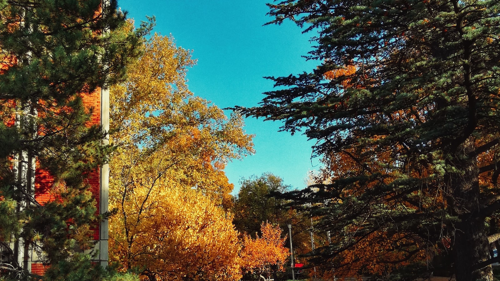 沧州新西兰留学申请哪个中介好名单榜首汇总 沧州新西兰留学申请哪个中介好名单榜首汇总